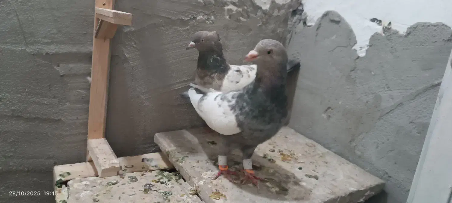 کفتر جفتگاه سینه هفت رنگ و ساده کاکلی شقه پرشی|پرنده|مشهد, خواجه ربیع|دیوار