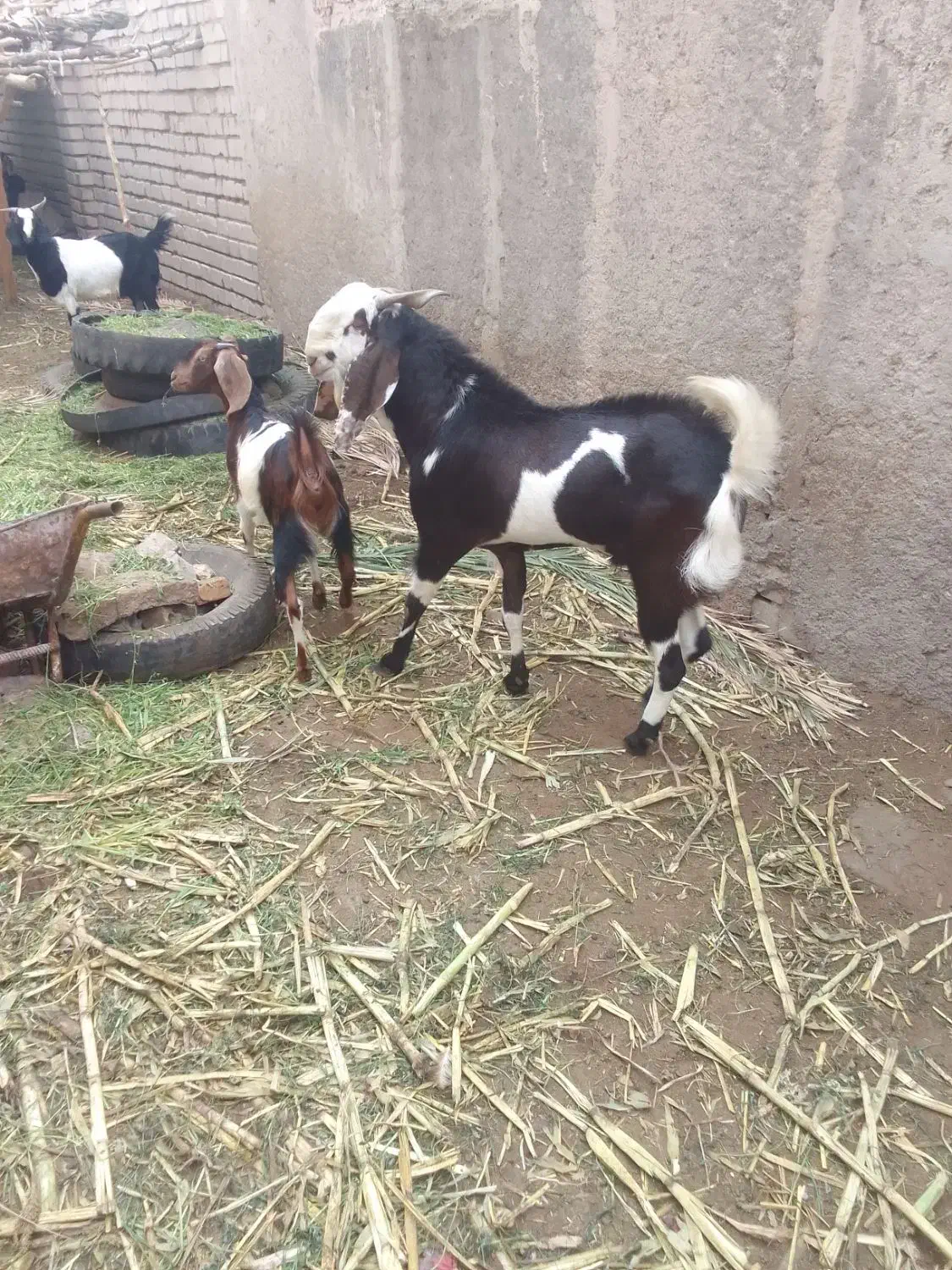 فروشی|حیوانات مزرعه|ایرانشهر, |دیوار