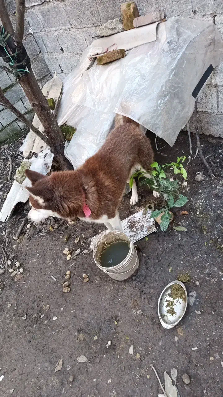 فروش سگ هاسکی پا کوتاه چش یخی با رنگ بدن قهوه اای|سگ|بابکان, |دیوار