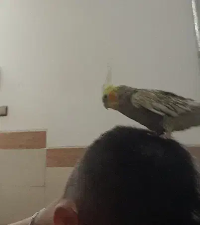 عروس هلندی خانگی|پرنده|یزد, |دیوار