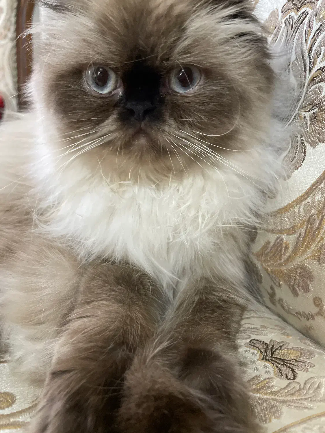 گربه هیمالین فحل برای کشش|گربه|درگهان, |دیوار