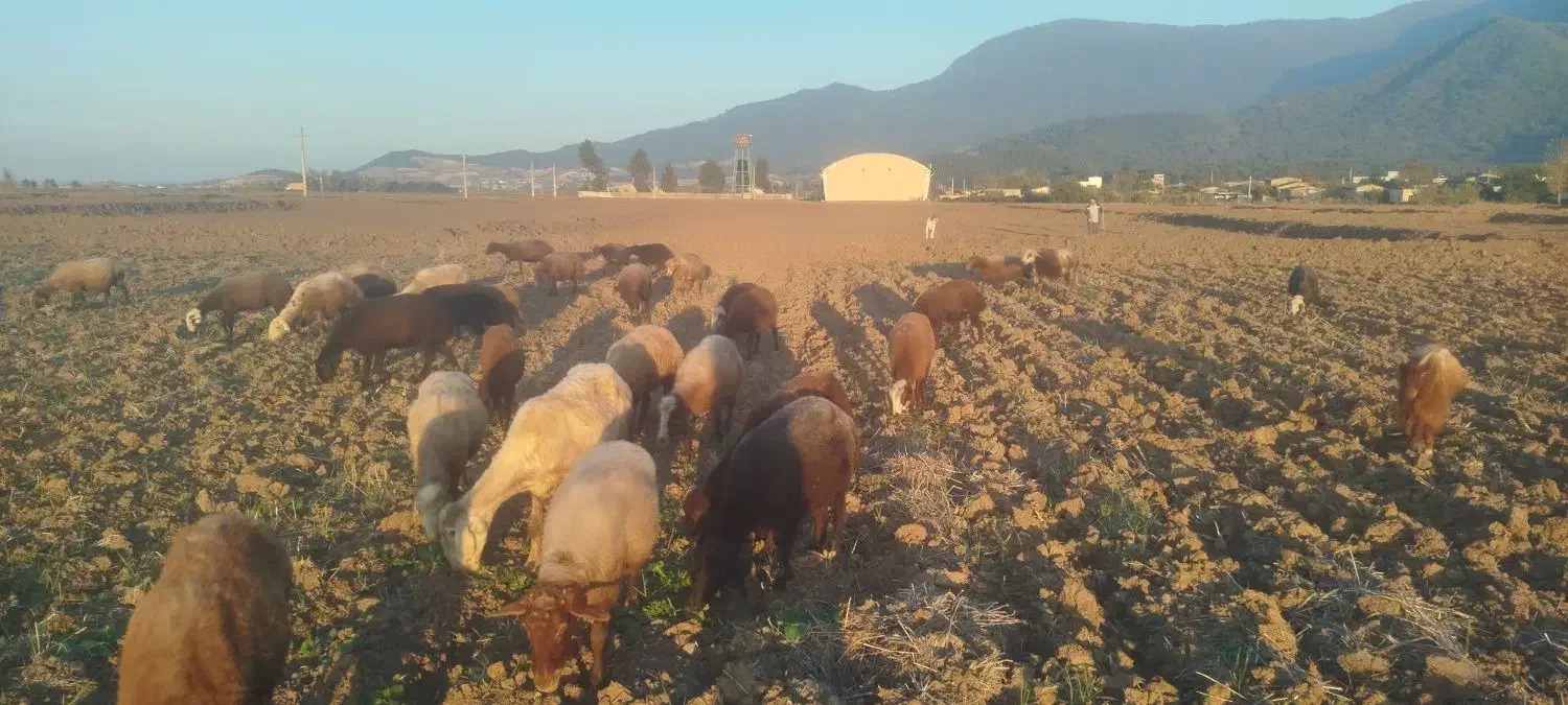 ۲۰عدد گوسفند|حیوانات مزرعه|خان ببین, |دیوار