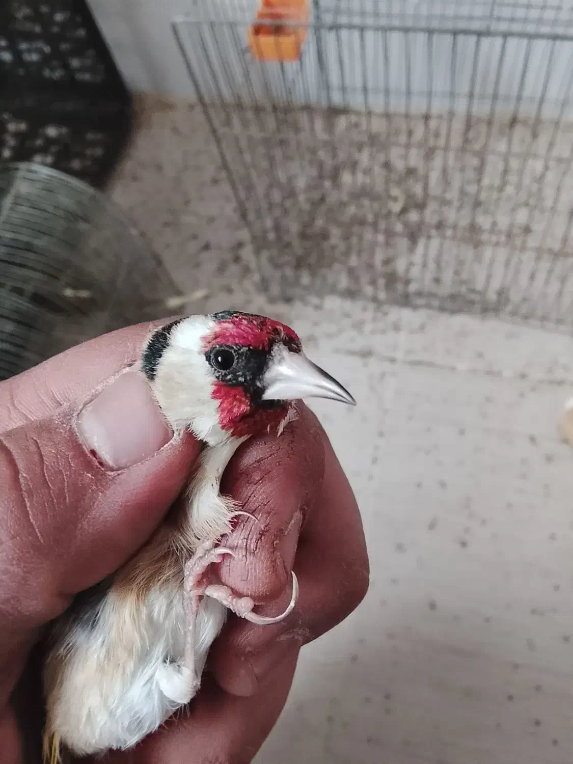 سهره|پرنده|مرودشت, ثبت احوال|دیوار