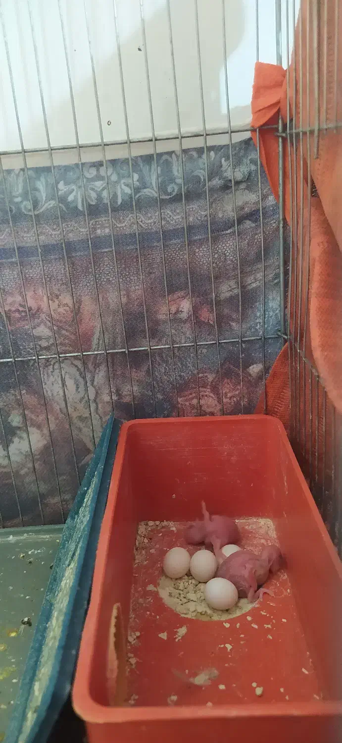 مرغ عشق|پرنده|فردیس, فردیس|دیوار