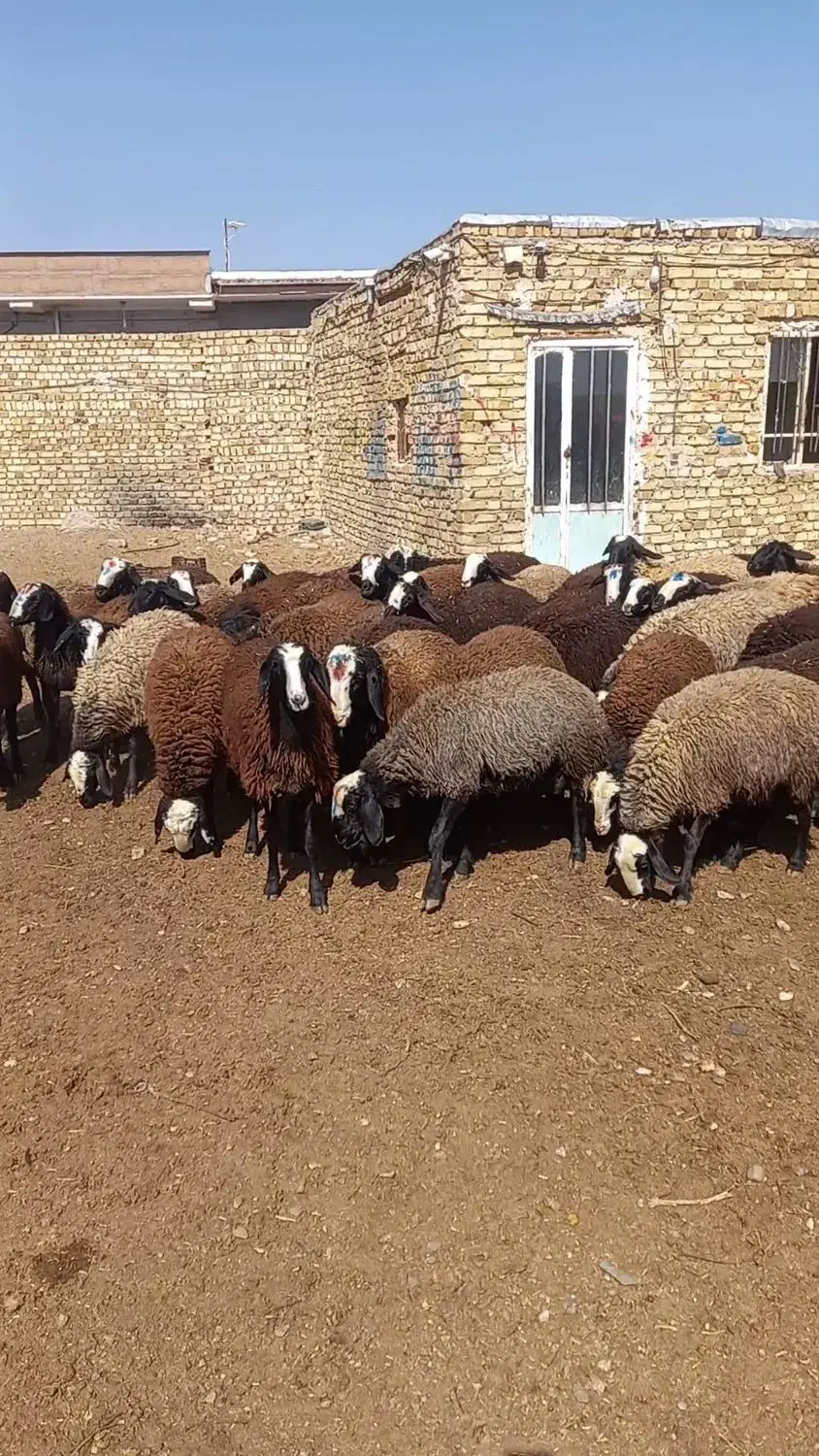 درجه یک ترین نژاد shal،طلای 24 عیار|حیوانات مزرعه|شیراز, احمدآباد|دیوار