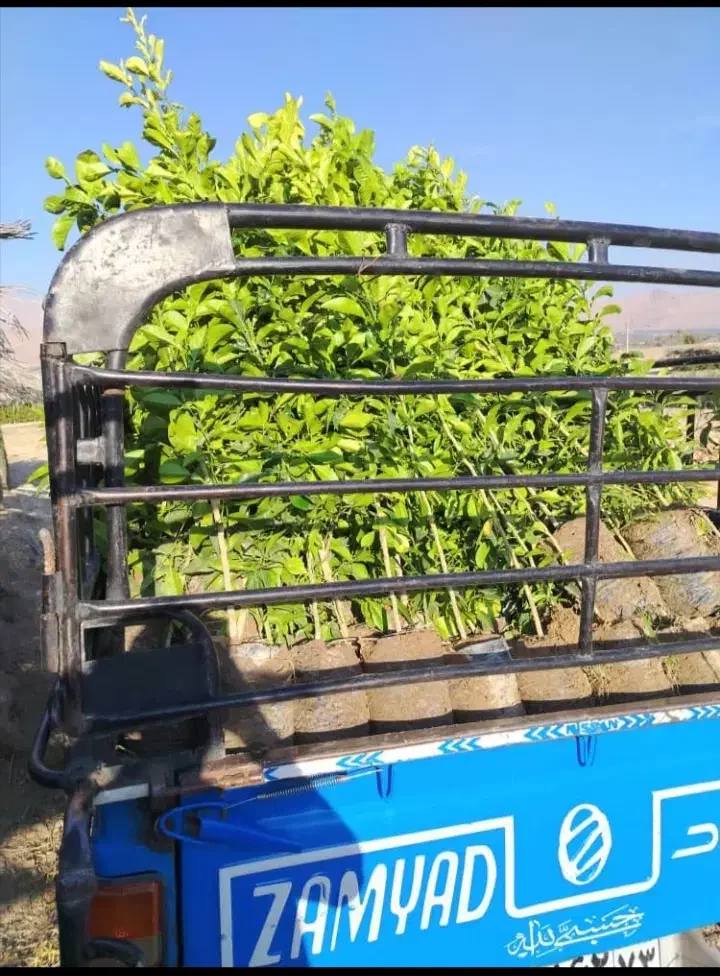 نهال|خدمات باغبانی و درختکاری|خفر, |دیوار