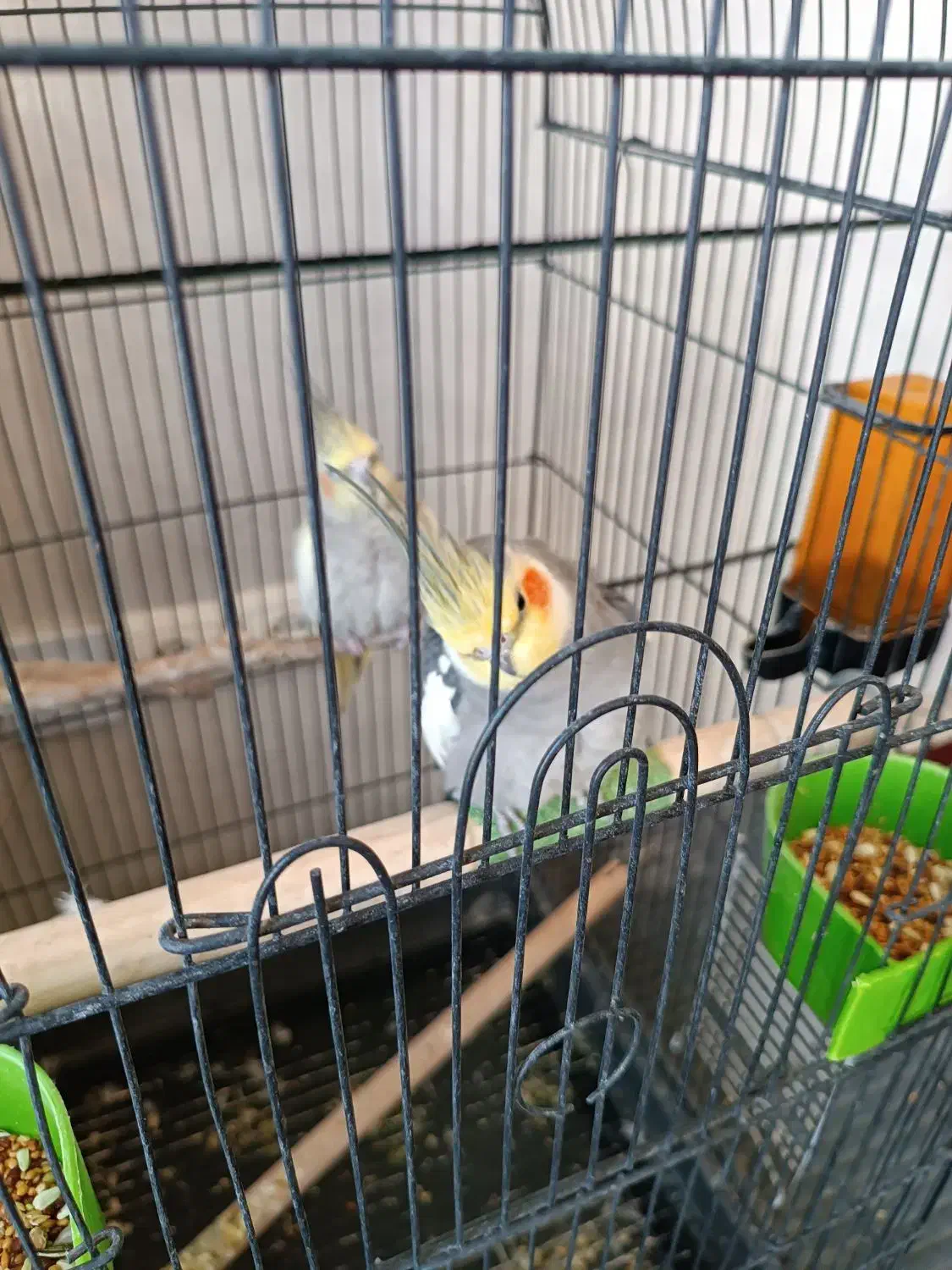 عروس هلندی|پرنده|شیراز, شهرک مهرگان|دیوار