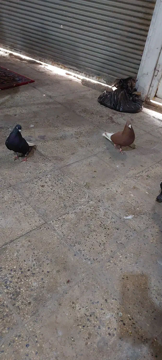 حیوون رنگی|پرنده|رباط‌کریم, وهن آباد|دیوار