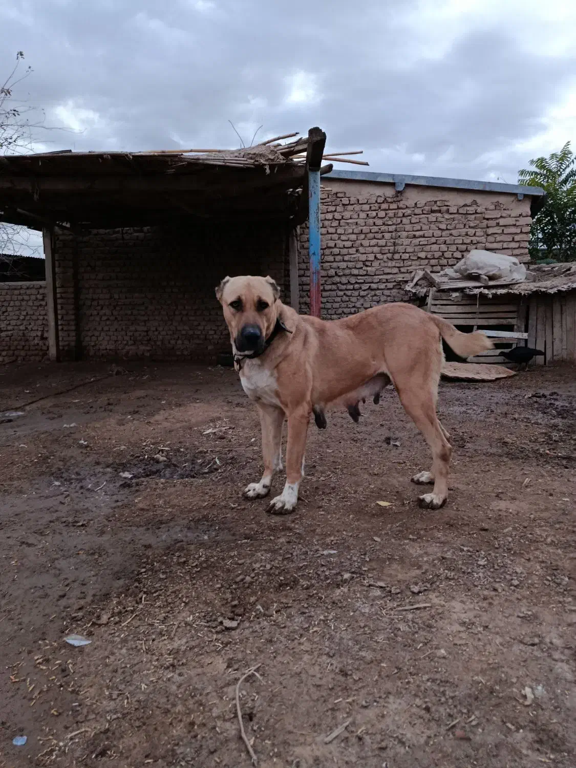 سگ آلابای ماده نوه نادیر ودختر بوسر|سگ|تهران, شهرک شریعتی|دیوار