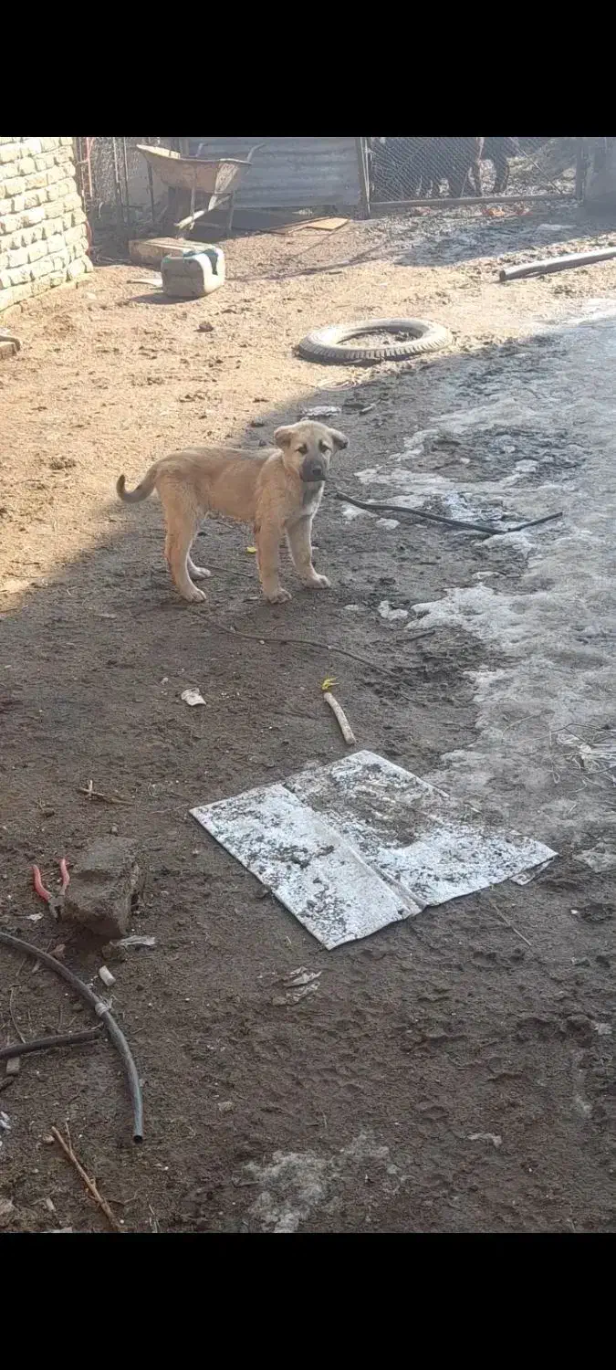 توله سراب|سگ|قزوین, |دیوار