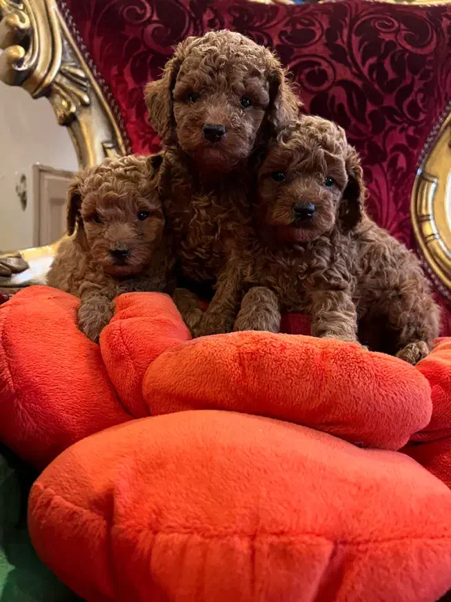 سگ پودل توی و تاینی|سگ|تهران, سعادتآباد|دیوار