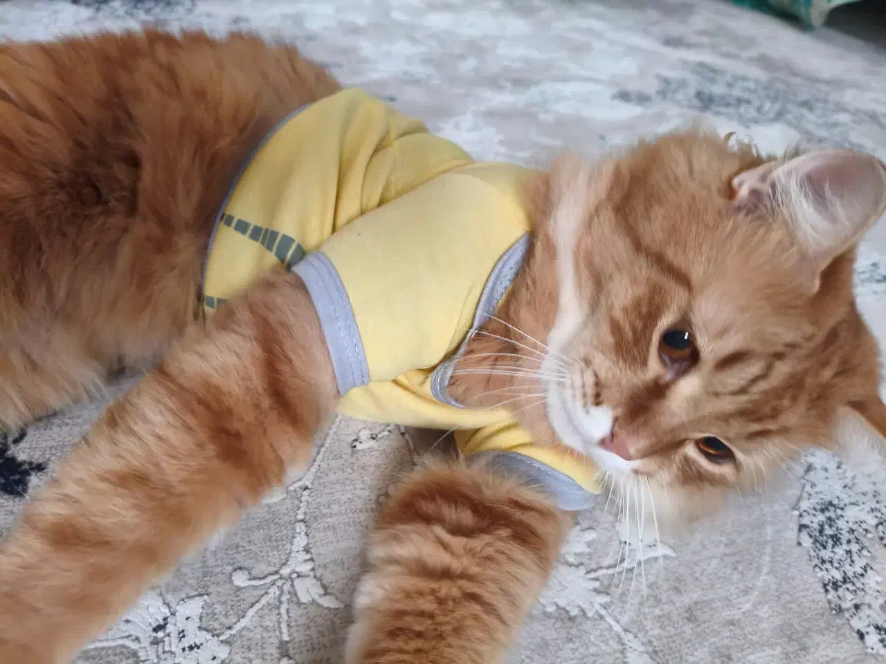 واگذاری گربه|گربه|بندر ماهشهر, |دیوار