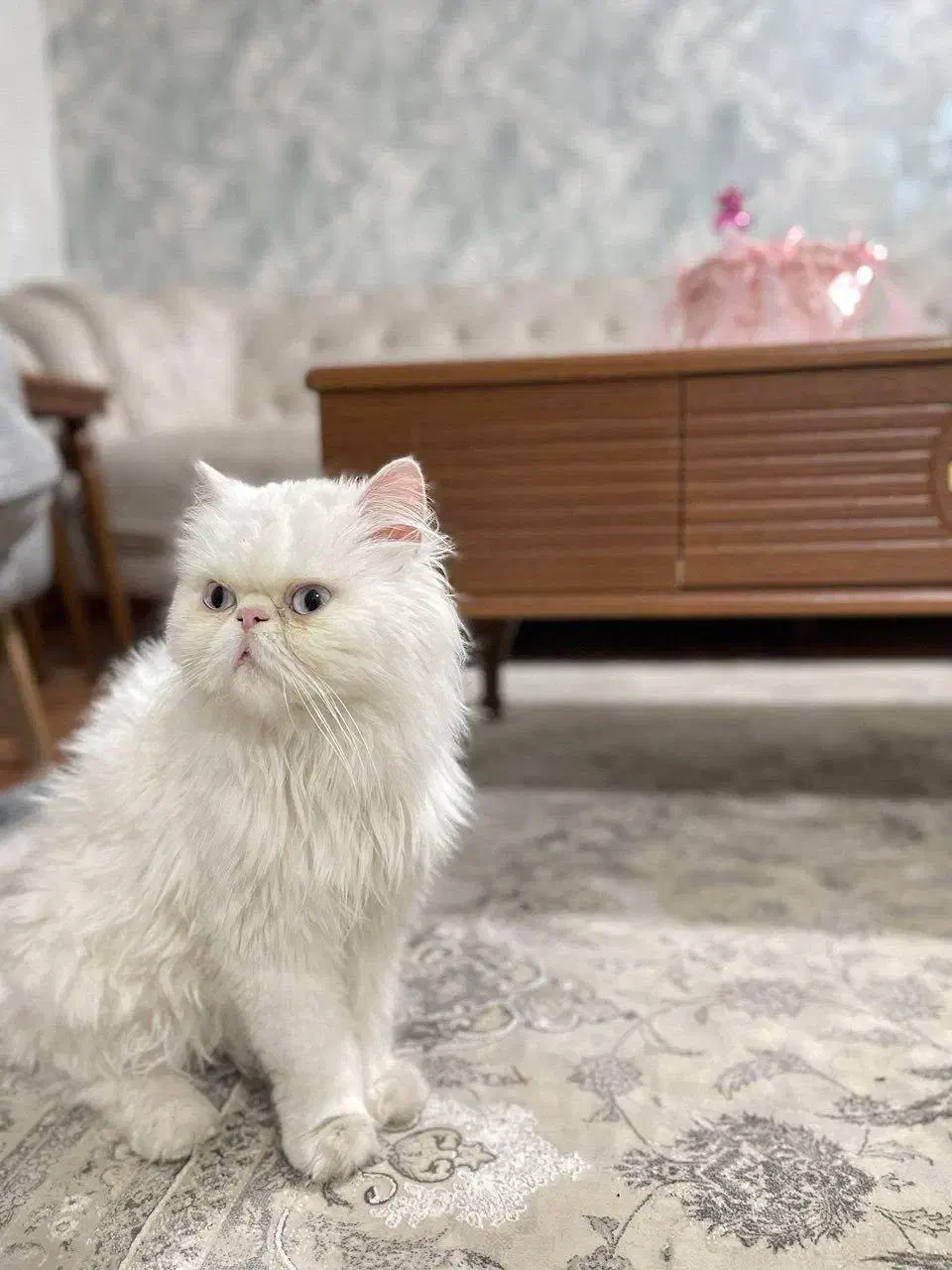 گربه پرشین اصل|گربه|مراغه, |دیوار