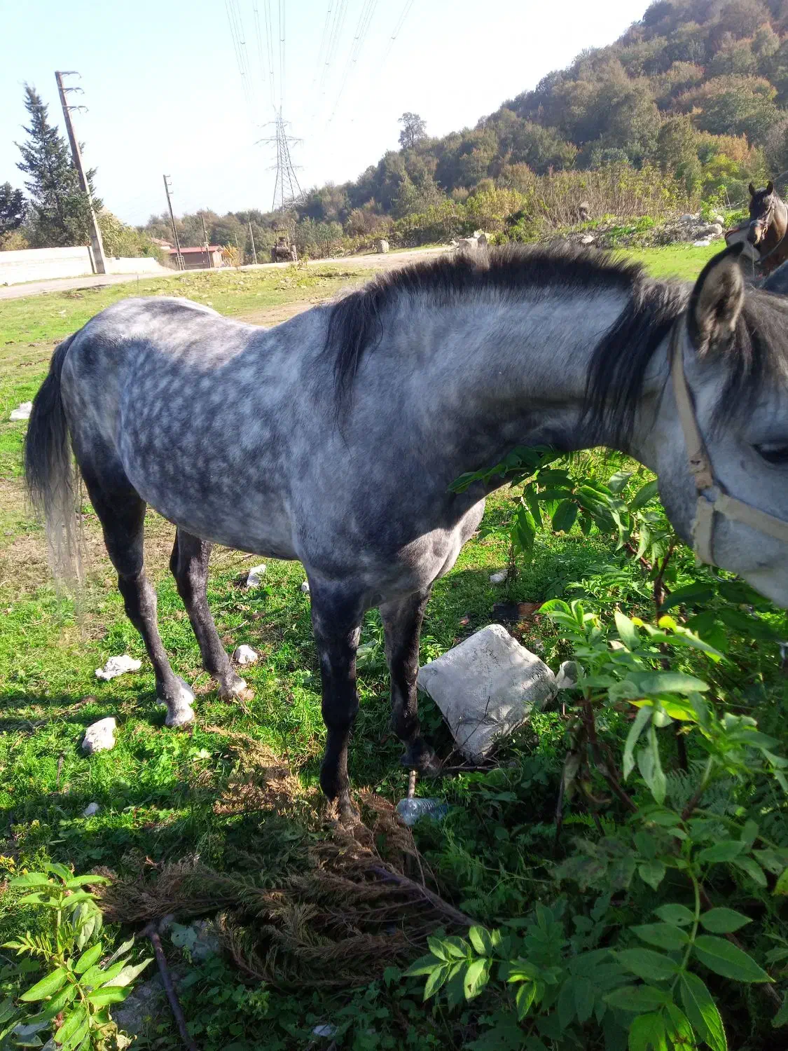 فروش اسب نریان۵سال|اسب و تجهیزات اسب‌سواری|نوشهر, |دیوار