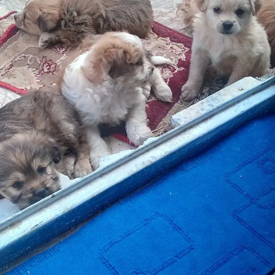 واگذاری توله سگهای آپارتمانی|سگ|مشهد, سناباد|دیوار