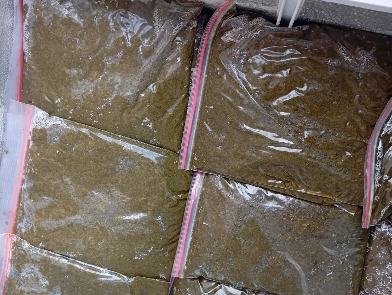 انواع سبزی خشک و تر موجود میباشد|خوردنی و آشامیدنی|حمیدیه, |دیوار