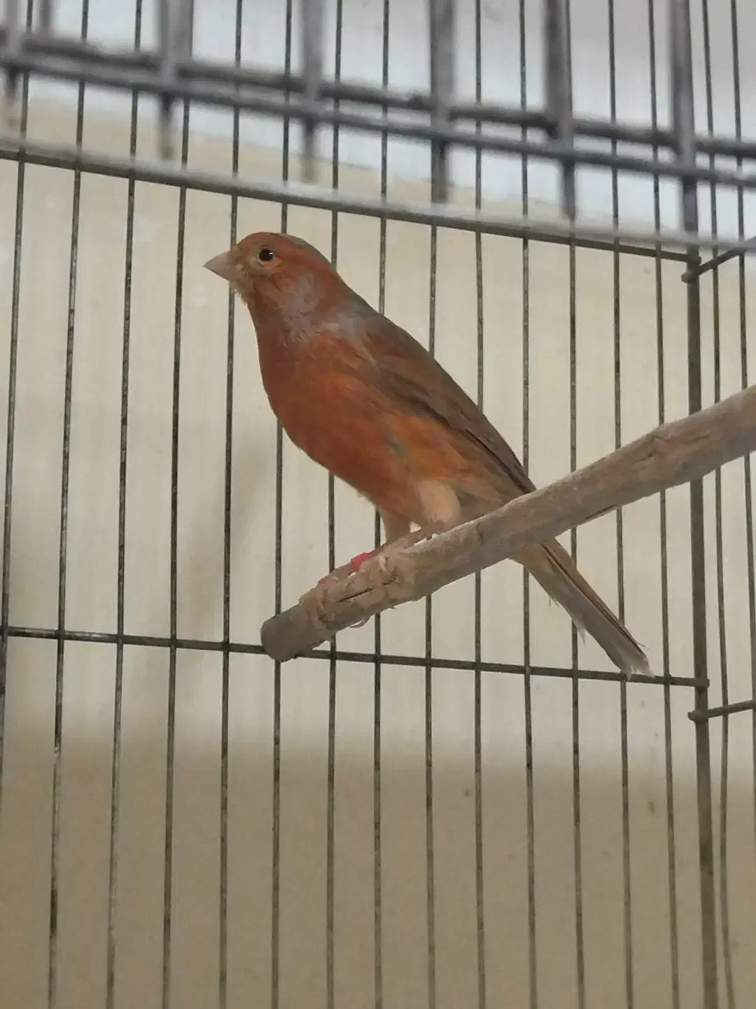 قناری دارچینی|پرنده|مبارکه, |دیوار