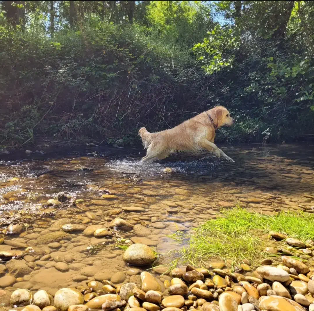 سگ گلدن رتریور ماده اصیل|سگ|رشت, جماران|دیوار