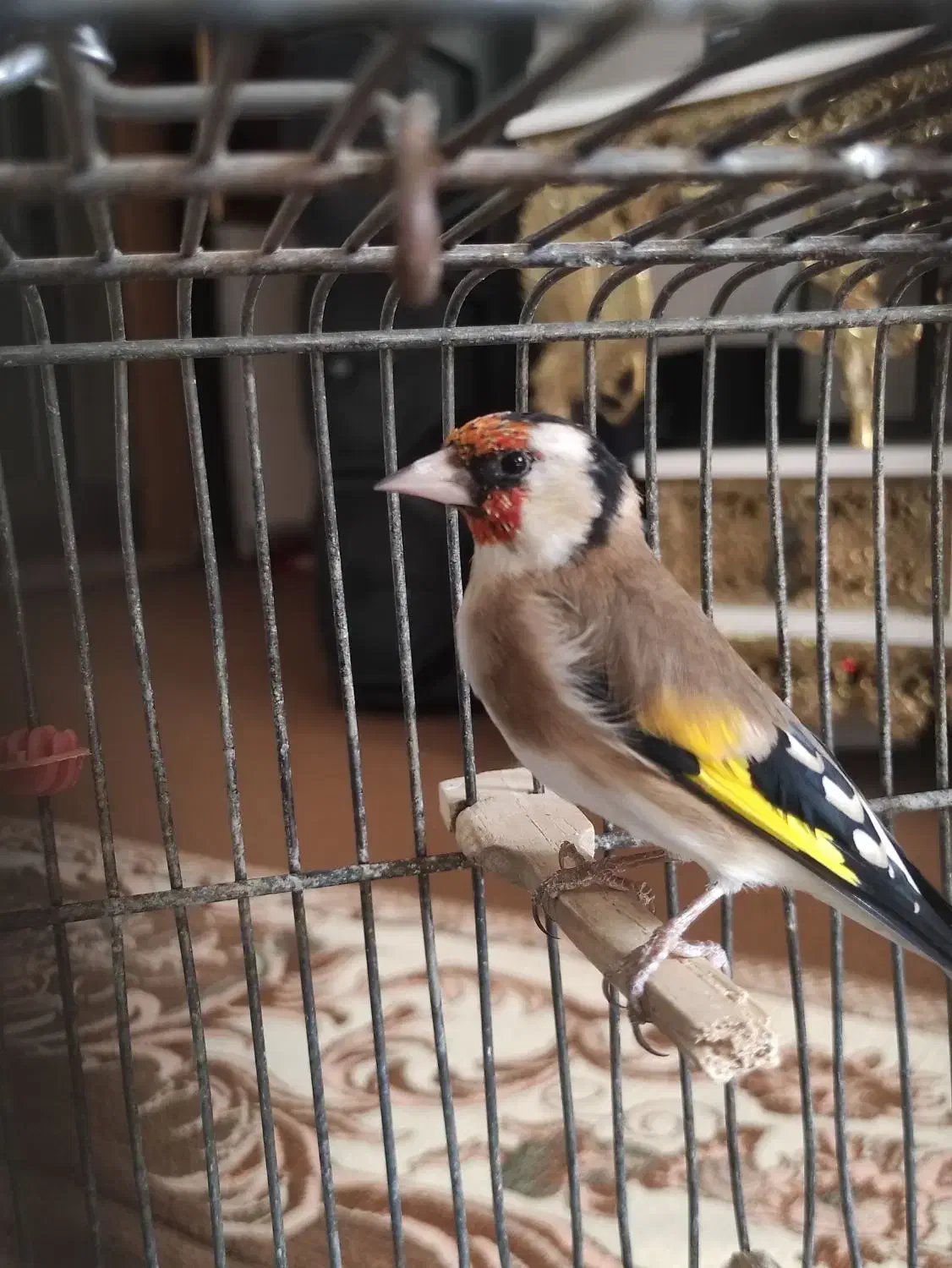 سهره نر جفتی پارسال|پرنده|اندیشه, شهرک مریم|دیوار