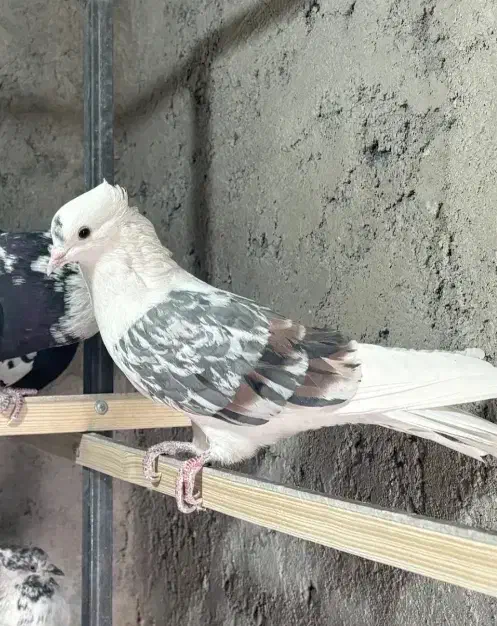 اگهی رو بخونید|پرنده|الشتر, |دیوار