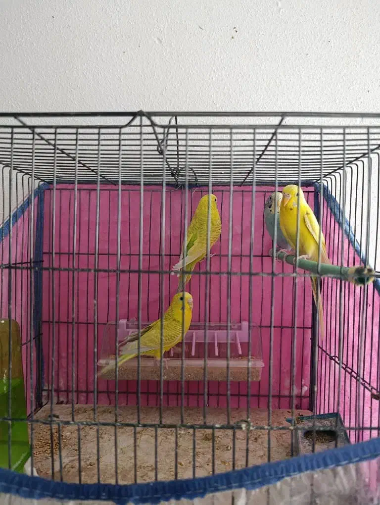 پرنده های خوش صدا|پرنده|شیراز, شهرک جماران|دیوار