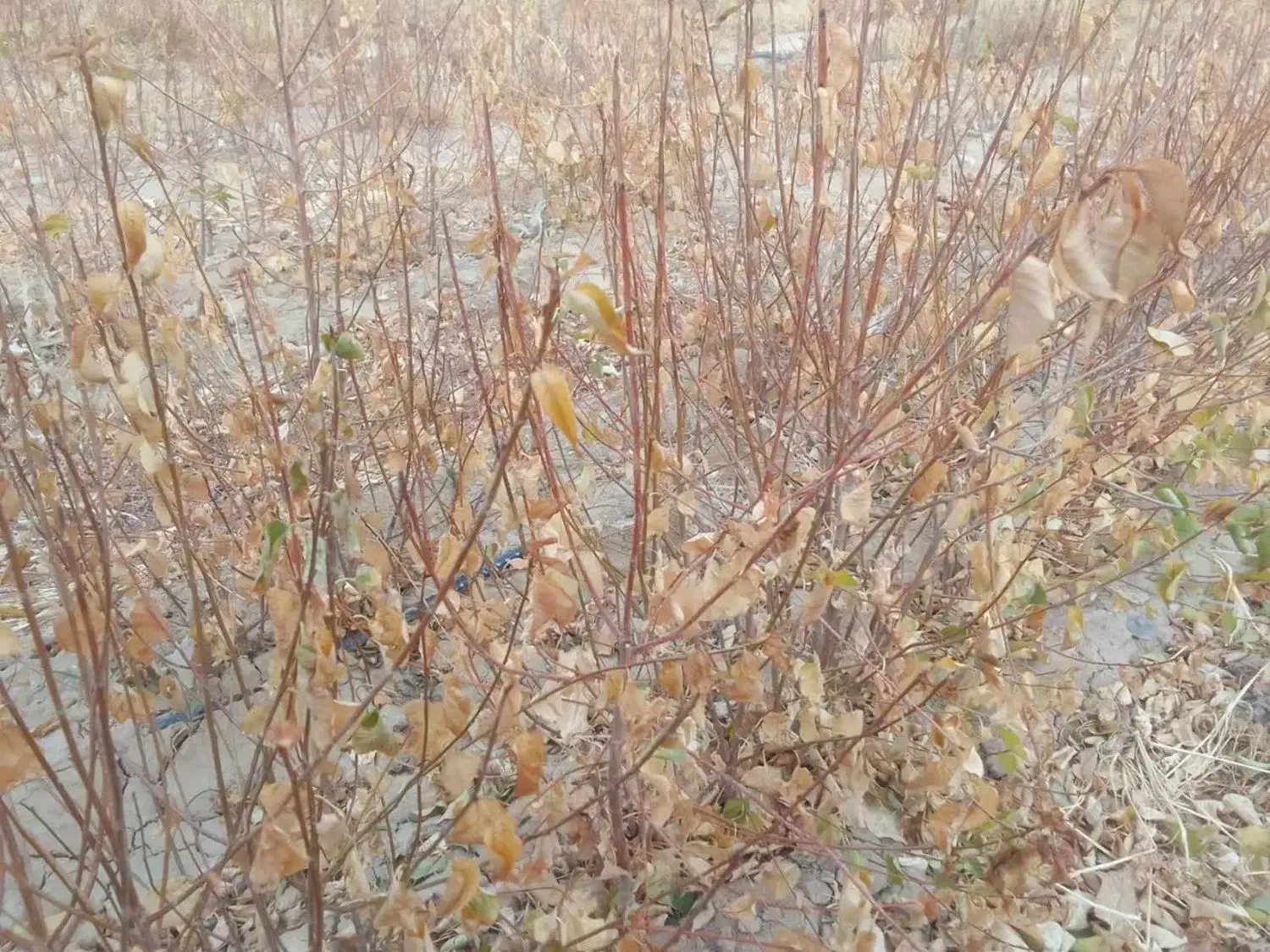 فروش|خدمات باغبانی و درختکاری|بسطام, |دیوار