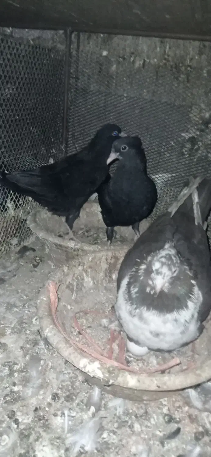 کبوتر|پرنده|خاوران, |دیوار