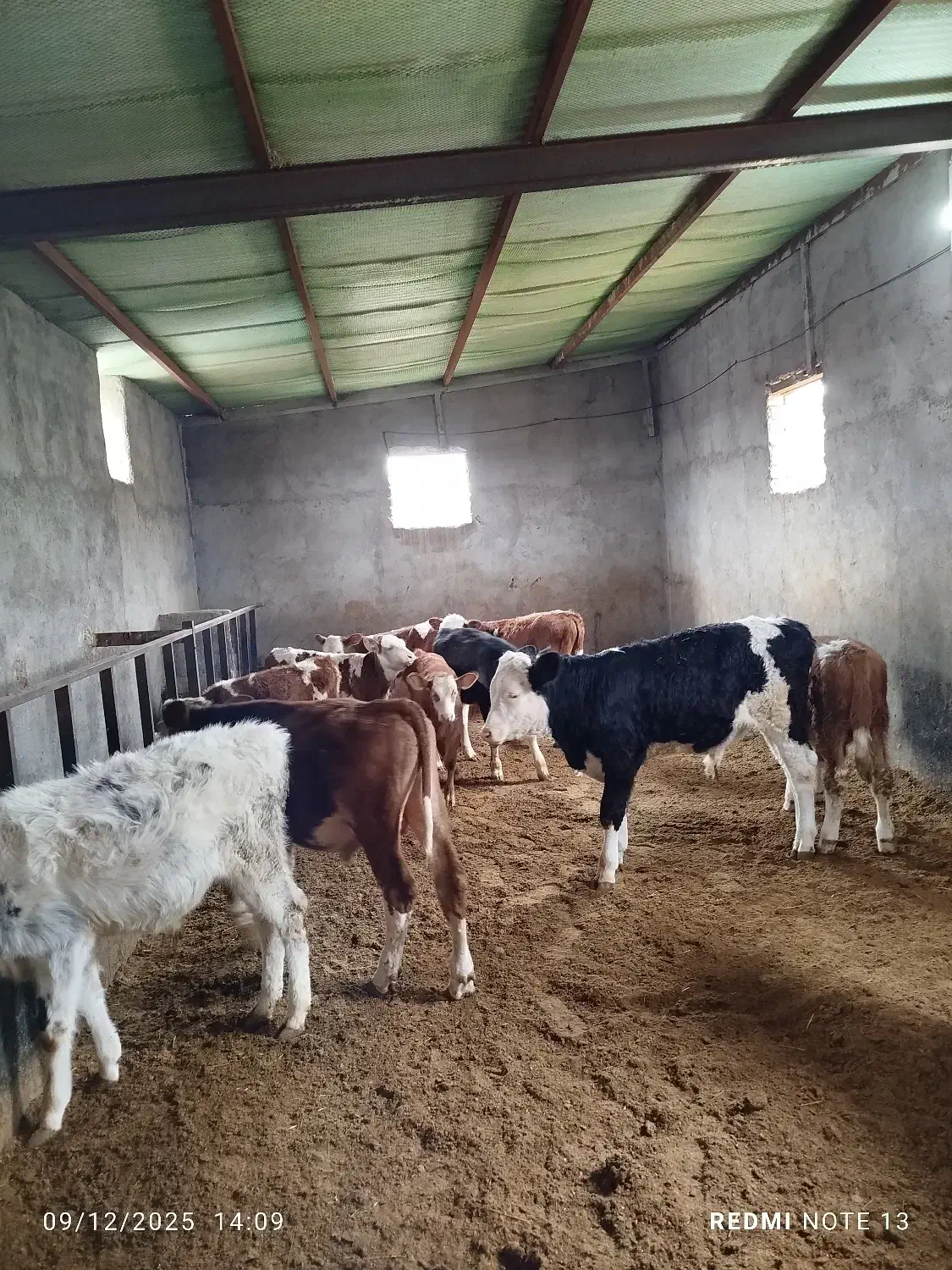 11راس سمینتال درجه یک|حیوانات مزرعه|رامند, |دیوار