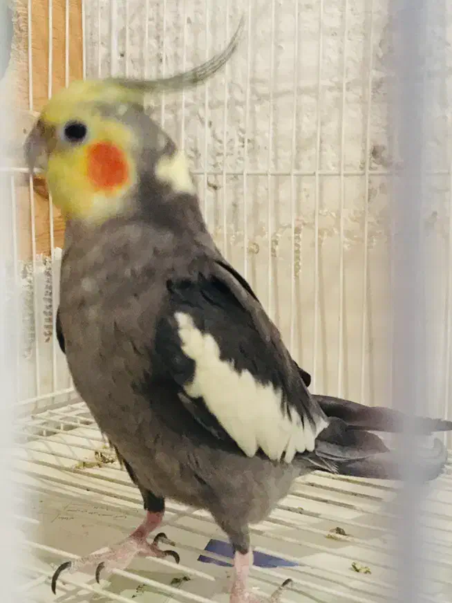 عروس هلندی نر آهویی رام و سخنگو|پرنده|ساری, |دیوار