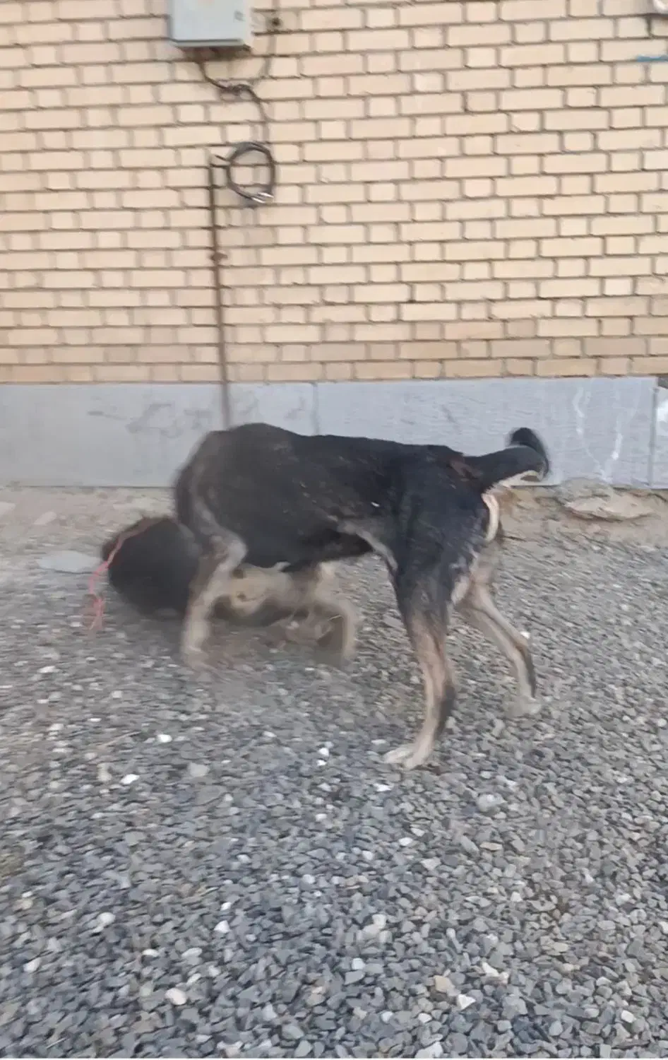 سگ پژدر|سگ|تویسرکان, |دیوار