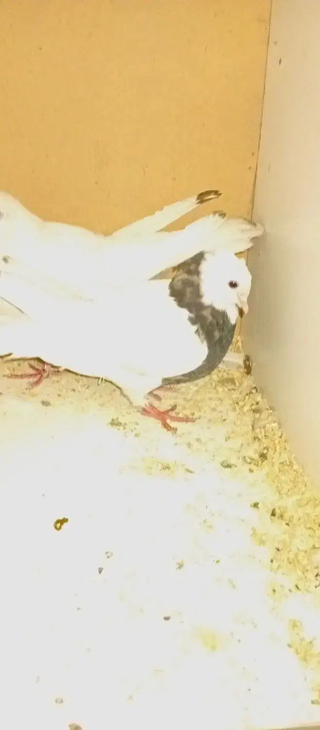 سه عدد کبوتر|پرنده|اندیمشک, |دیوار