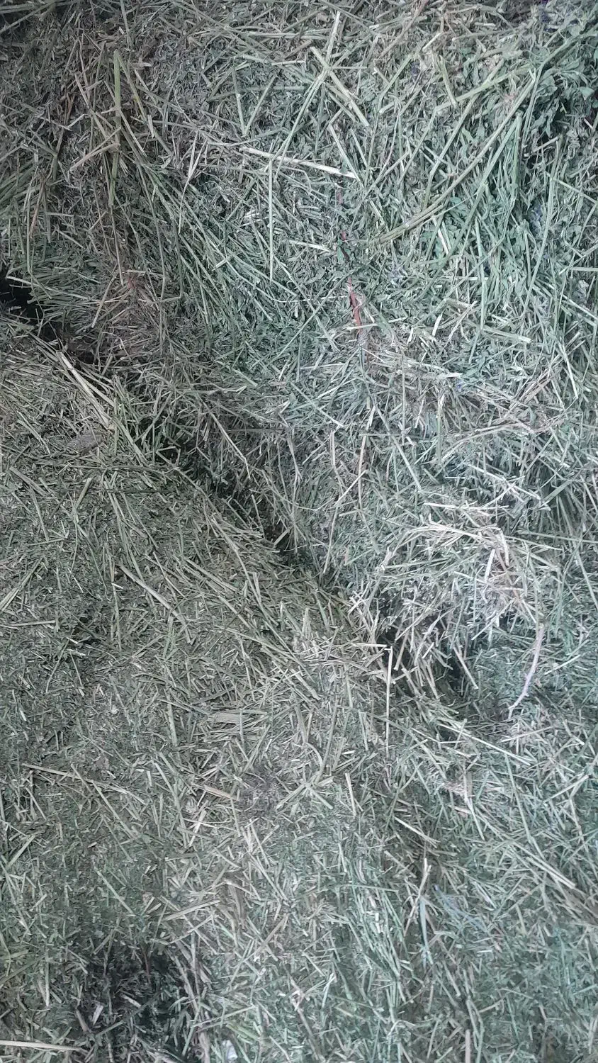 فروش یونجه بسته|لوازم جانبی حیوانات|کنگاور, |دیوار