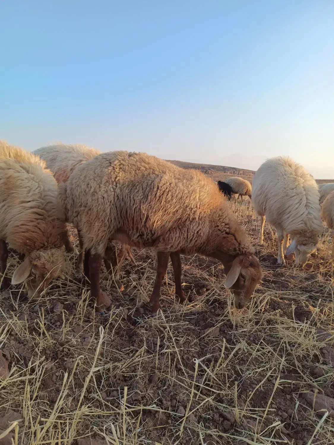 شیشک زاییده وآبستن|حیوانات مزرعه|مرادلو, |دیوار