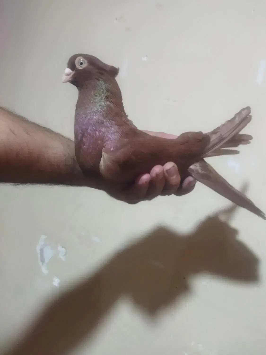 کبوتر دزدیه شده|حیوانات|ایذه, |دیوار