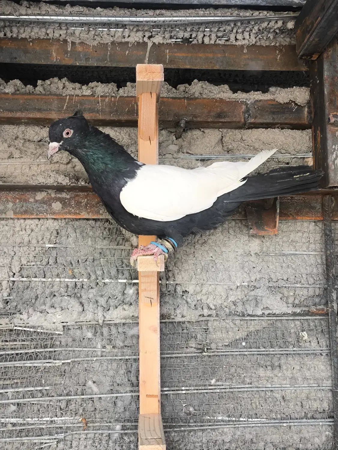 سینه سیاه جفت کت نر و ماده نسل دار|پرنده|ایثار, |دیوار