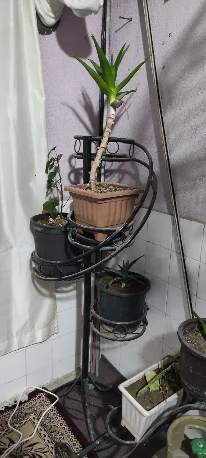 استند گل|گل و گیاه طبیعی|صوفیان, |دیوار