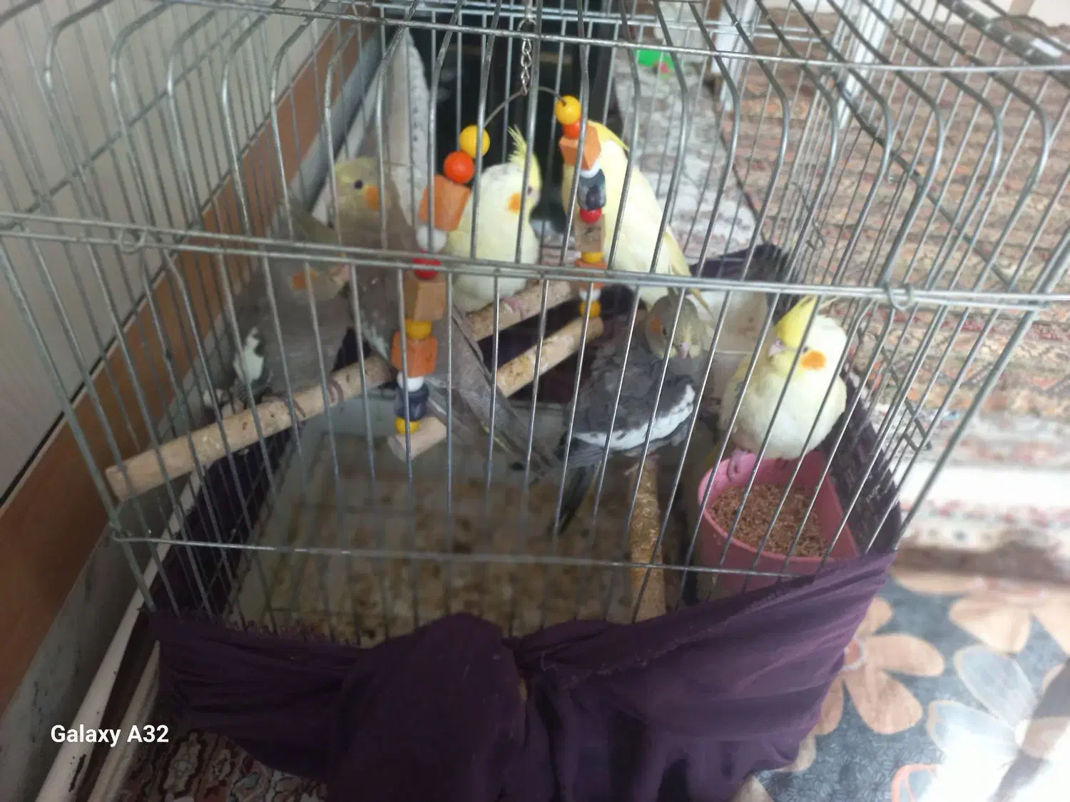 عروس هلندی|پرنده|آران و بیدگل, |دیوار