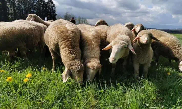 تامین و فروش انواع خوراک|عمدهفروشی|سمنان, |دیوار