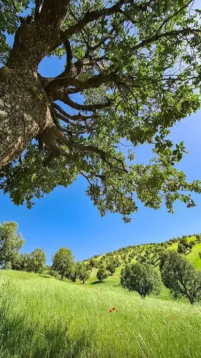 راهنمایی برای گردش|فعالیت داوطلبانه|کرمانشاه, |دیوار