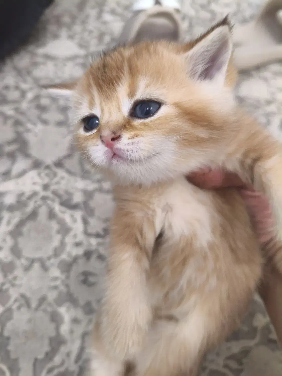 واگذاری گربه|گربه|تهران, آهنگران (سراسیاب دولاب)|دیوار