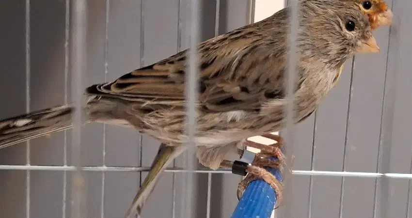 قناری|پرنده|نظرآباد, رسالت|دیوار