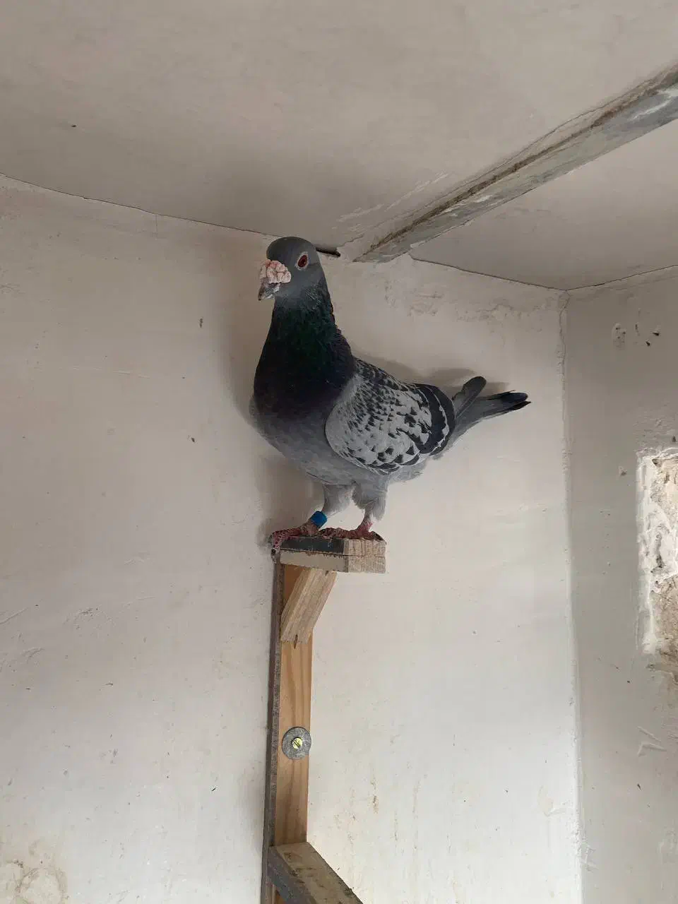 آلمانی|پرنده|مشهد, ادیب نیشابوری (شهرک غرب)|دیوار