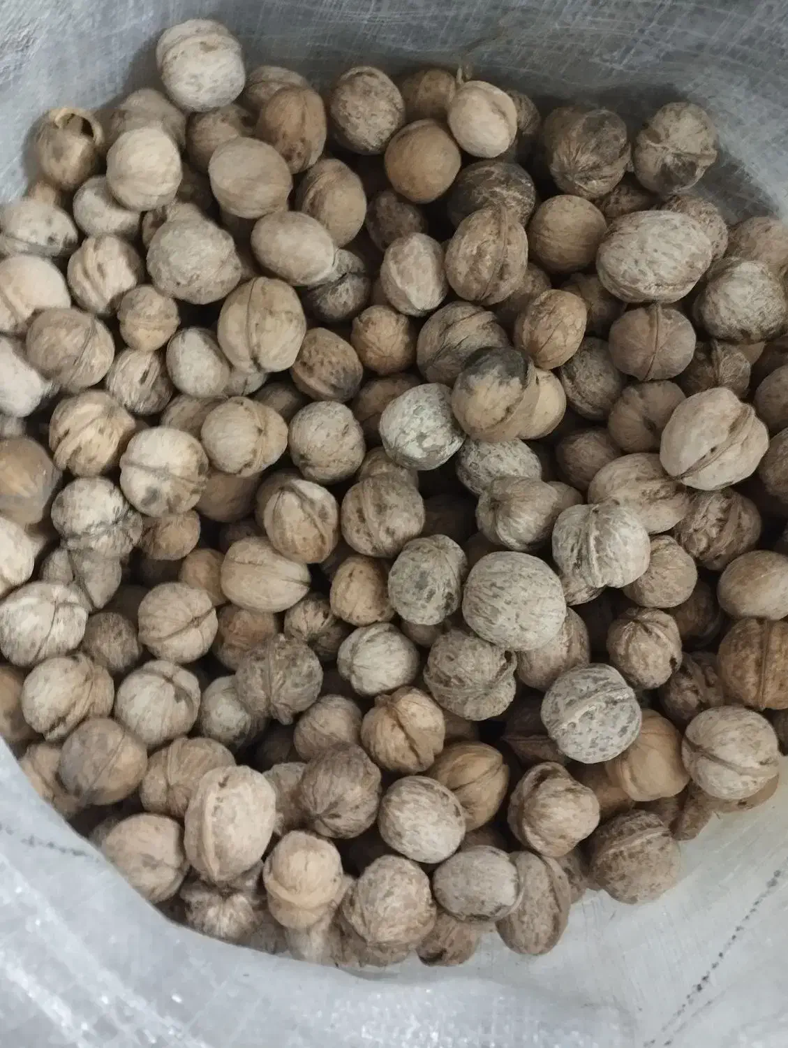 گردو تویسرکان|خوردنی و آشامیدنی|رباط‌کریم, رباط‌کریم|دیوار