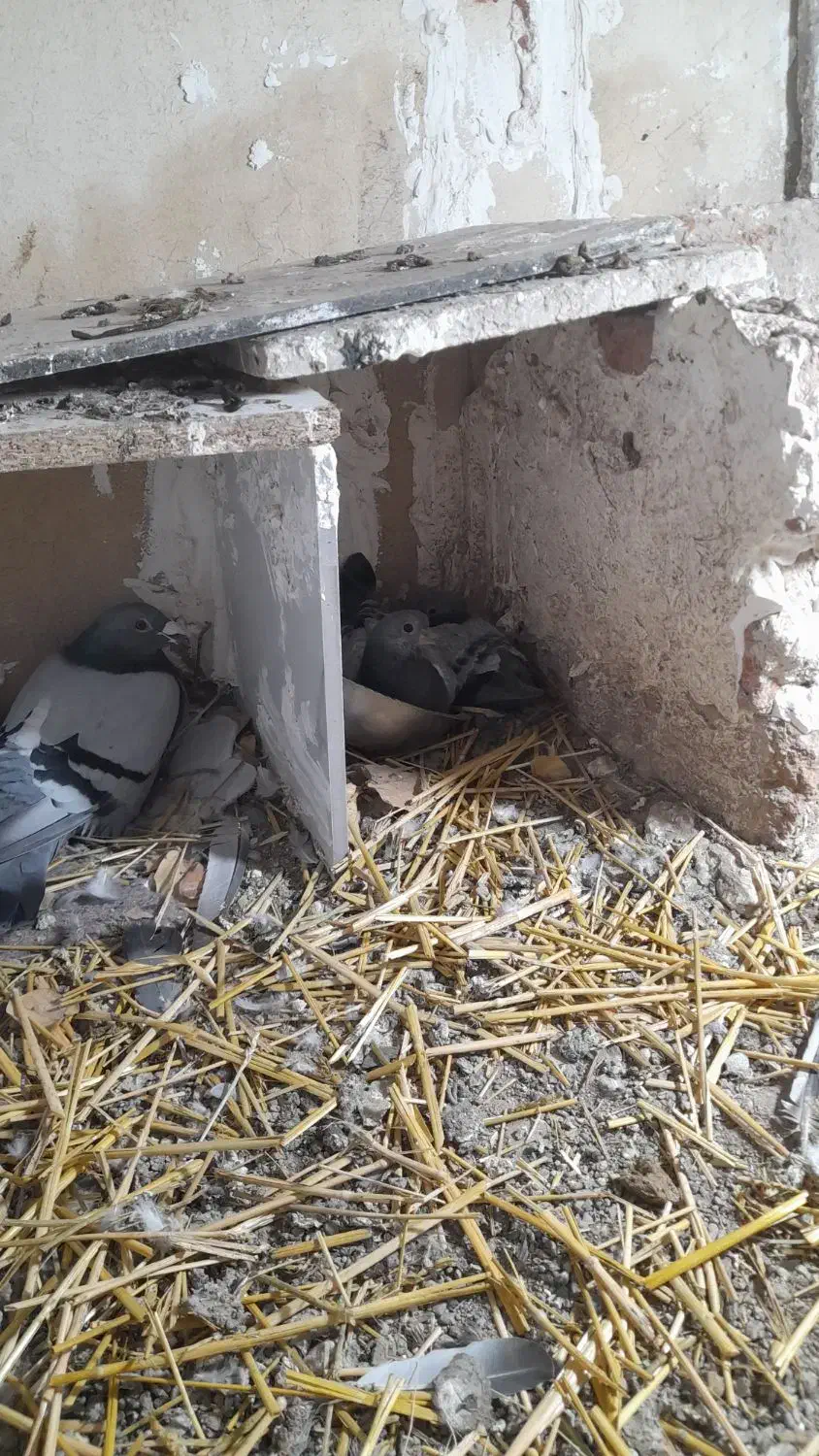 دوبرنرفراری داده م|حیوانات|اردبیل, |دیوار