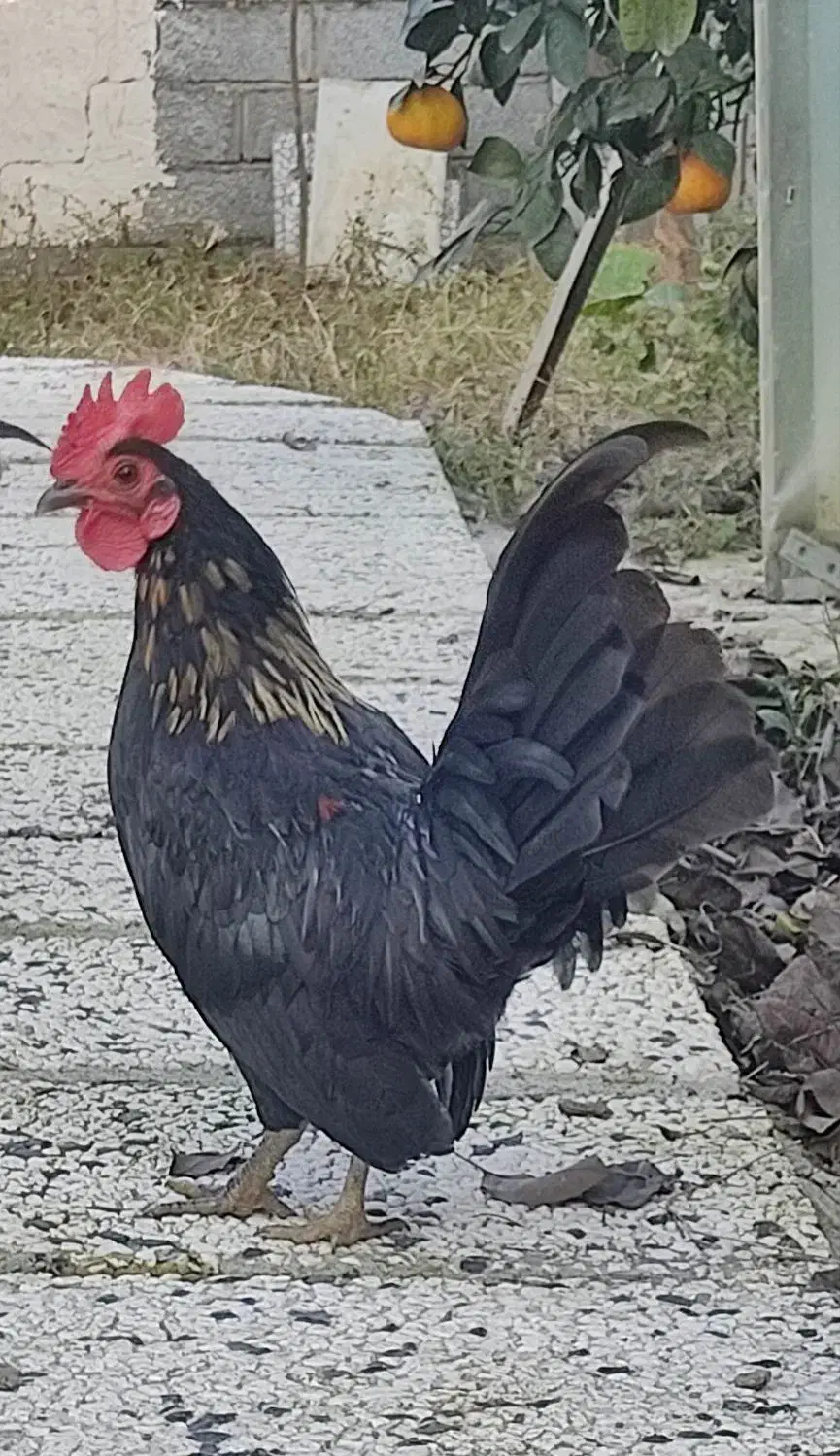 خروس مینیاتوری|حیوانات مزرعه|قائم‌شهر, |دیوار