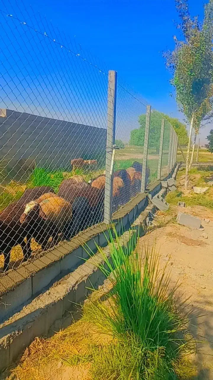 توری فنس و پایه بتنی|عمدهفروشی|پاکدشت, پارچین|دیوار