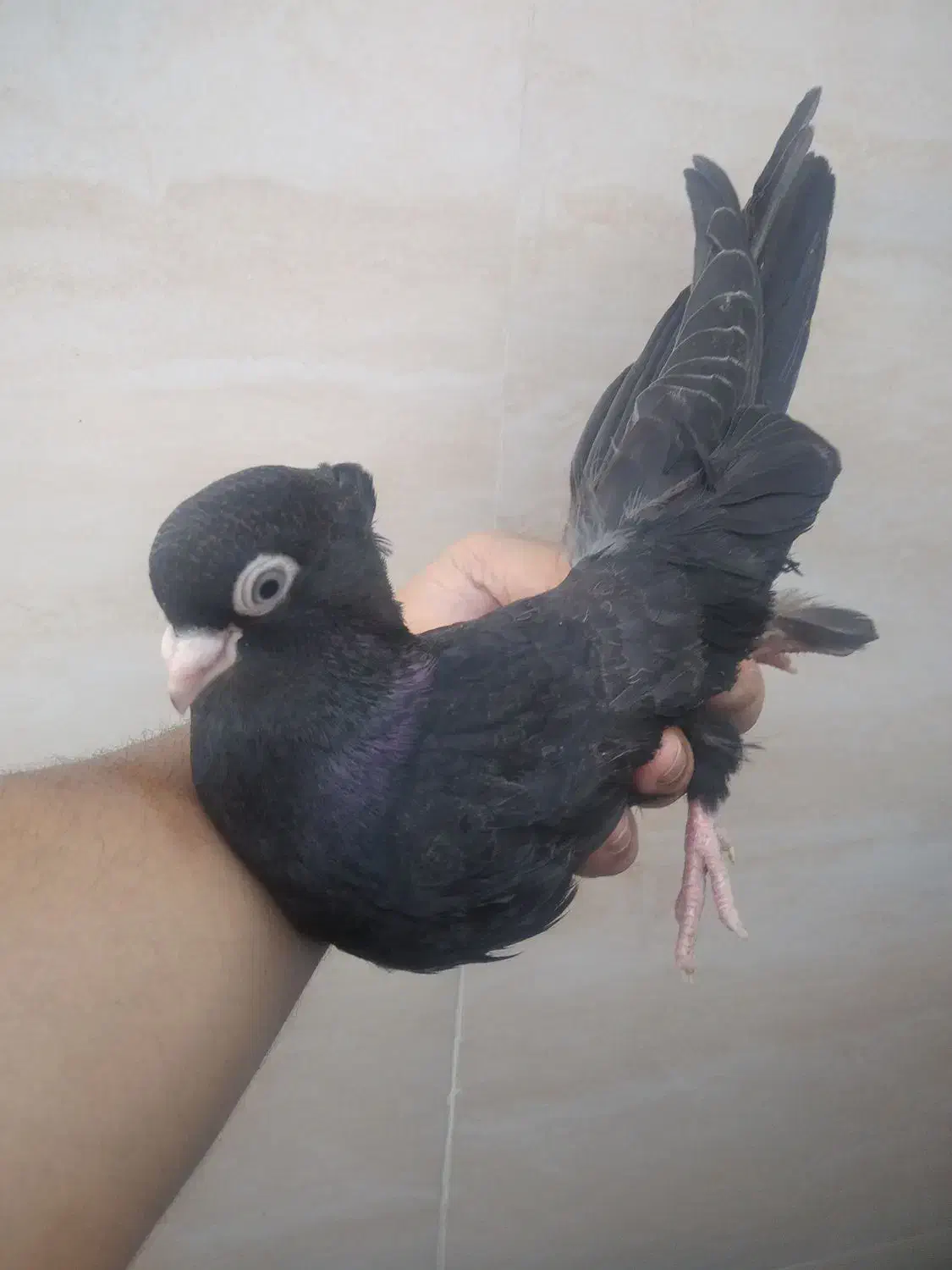 سیاه صرب|پرنده|امیدیه, |دیوار