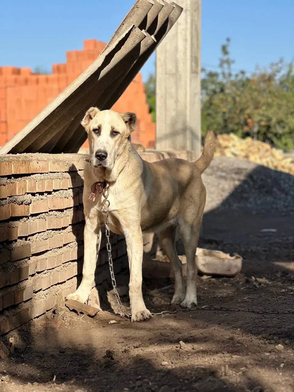 ماده آلابای اصیل ده ماهه|سگ|سنگدوین, |دیوار