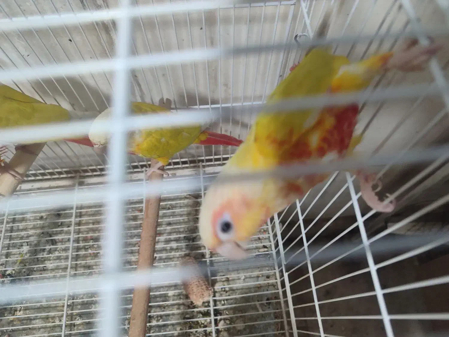 گرینچیک ، ردچیک ، سانچیک|پرنده|مشهد, کشف|دیوار