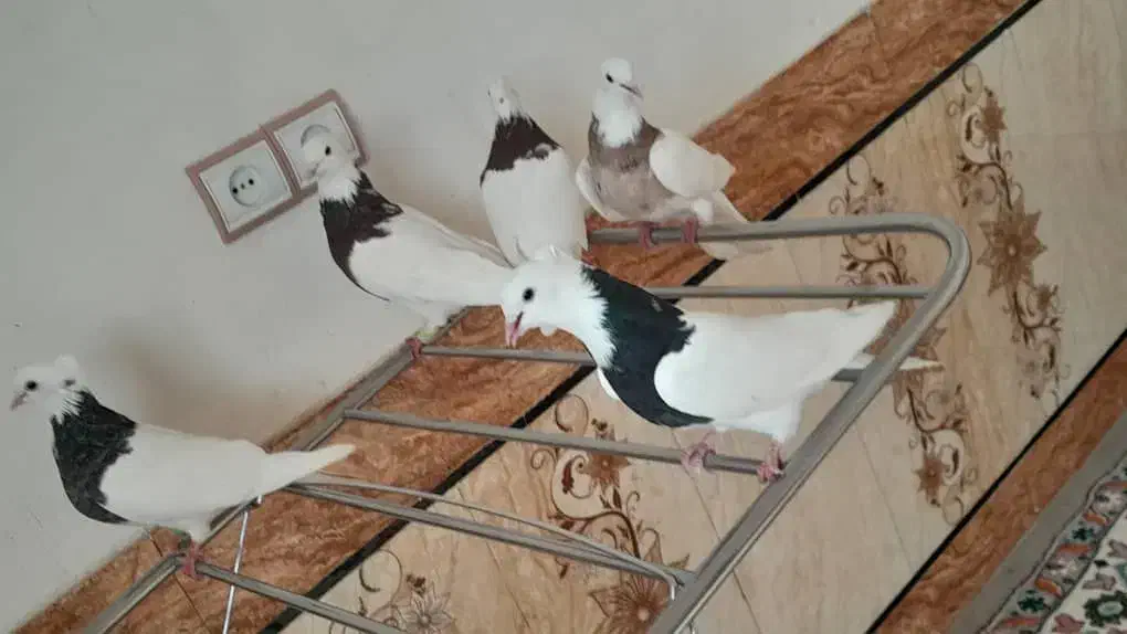 کبوتر|پرنده|شوشتر, |دیوار